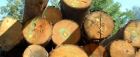 Commercio legname incontro a Teramo