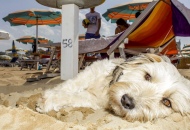 Petizione spiaggia libera cani discussa in consiglio