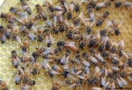 Sciame di api invade la scuola Fornaci. Cona, chiusa per maggiore sicurezza