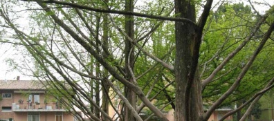 In città arrivano 350 nuovi alberi, grazie al finanziamento di 16 mila 350 euro