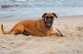 La petizione pro spiaggia libera per i cani sarà discussa durante il consiglio comunale