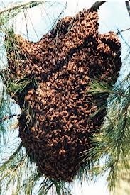 Sciame di api invade la scuola Fornaci Cona chiusura per mettere in sicurezza l'edificio